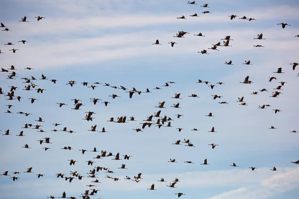 空の鶴の群れの移行 — ストック写真