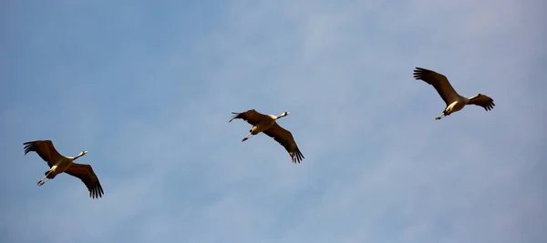 Żurawie latające po błękitnym niebie — Zdjęcie stockowe