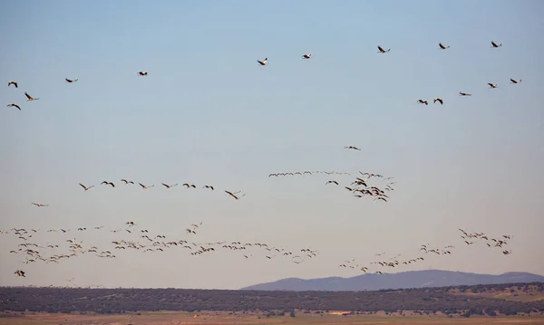 Vuelo de grúas migratorias en cielo nublado. Zona de Gallocanta. — Foto de Stock