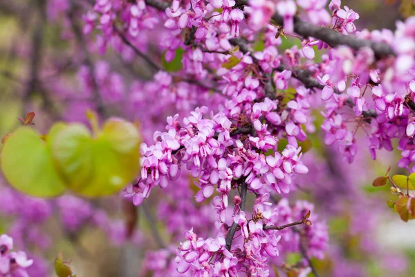 Floração de cercis siliquastrum roxo nos prados da Europa — Fotografia de Stock