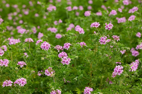 Beautiful flowers of grassy plant violet Geranium meadow — Stock Photo, Image