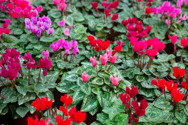 Blooming cyclamen growing in pots — Stock Photo, Image