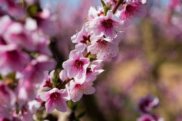 Close-up van bloeiende perzikbomen in de velden n voorjaar — Stockfoto