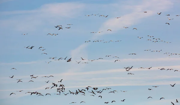 Migration of flock of cranes in the sky — Stock Photo, Image