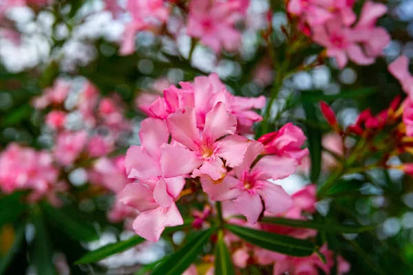 Fioritura di primo piano di fiori di oleandro nella primavera — Foto Stock