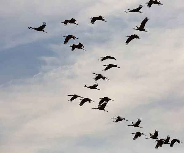 Manada de grúas volando en el cielo —  Fotos de Stock