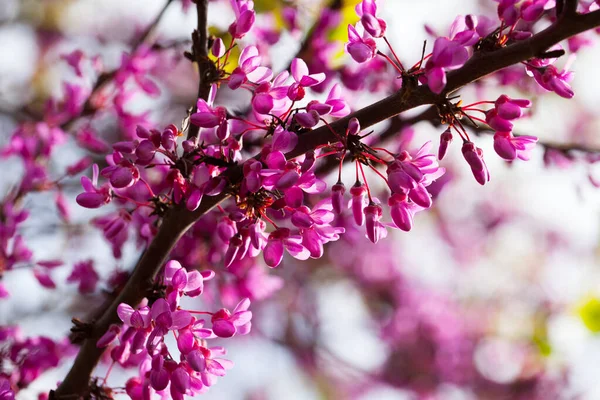 Gros plan de l'arbre à fleurs Judas — Photo