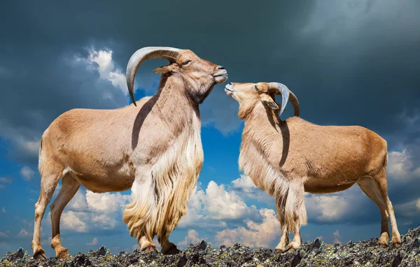 Sheeps on rock — Stock Photo, Image