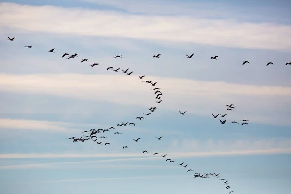 Gran bandada de grúas volando en el cielo — Foto de Stock