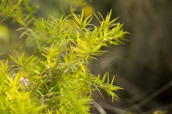 Primer plano de la planta de Melaleuca linariifolia — Foto de Stock