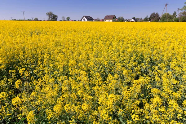 Foto van koolzaad bloemen veld op zonnige dag, landschap — Stockfoto