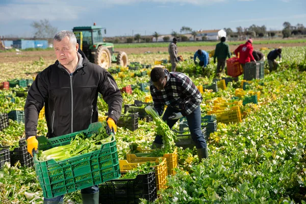 Operaio agricolo che trasporta casse con sedano raccolto — Foto Stock