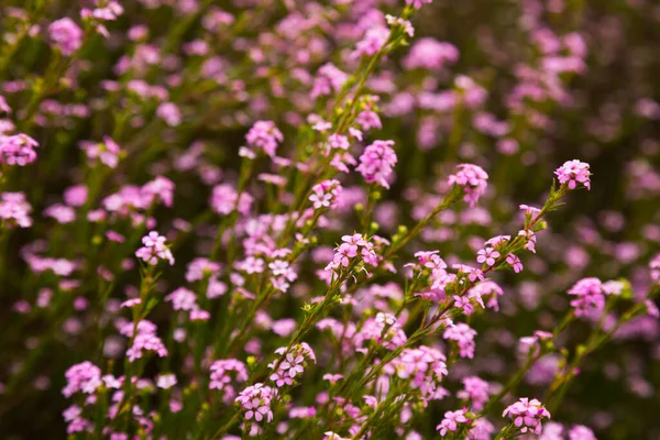 Coleonema pulchellum blossom — Stock fotografie