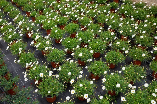 Sadzonki perkusyjne argyranthemum rosnące w doniczkach szklarniowych — Zdjęcie stockowe