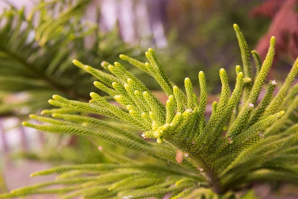 Vintergröna araucaria heterophylla — Stockfoto