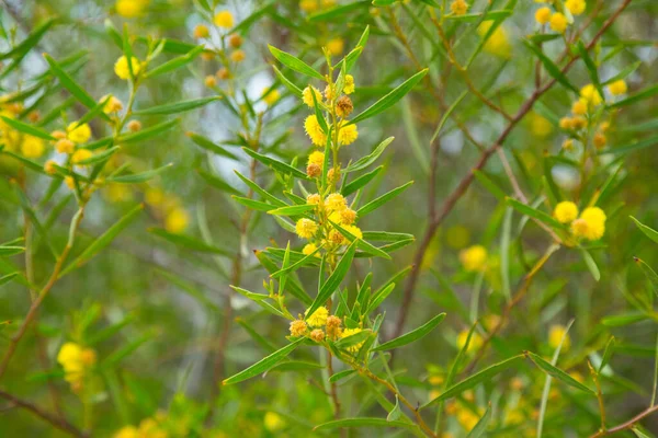 Acacia dodonaefolia flores — Foto de Stock