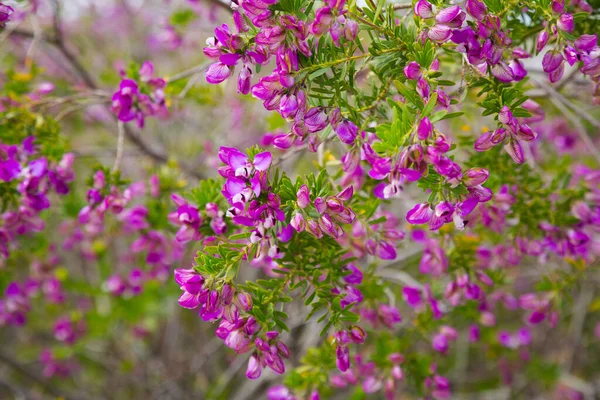Polygala myrtifolia květiny — Stock fotografie