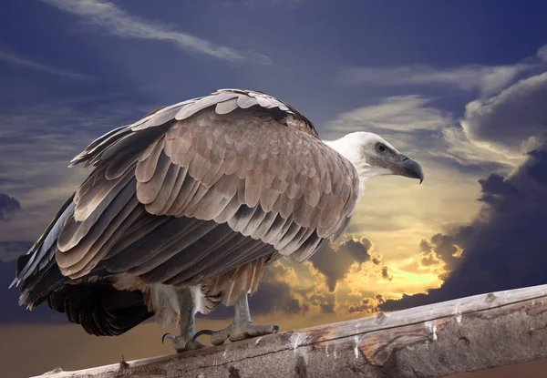 Griffon vulture against sunset sky — Stock Photo, Image