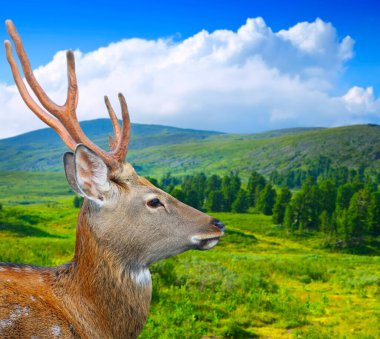 Sika deer in wildness clipart