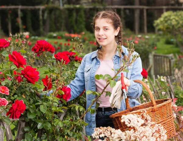 Dospívající drží koš a stojí v blízkosti kvetoucích růží — Stock fotografie