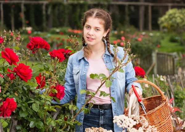 Adolescente che tiene un cesto e in piedi vicino alle rose in fiore — Foto Stock