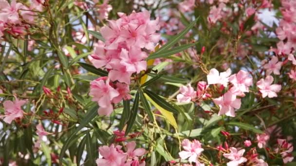 Virágzó rózsaszín virágok oleander a kertben a napsütéses napon — Stock videók