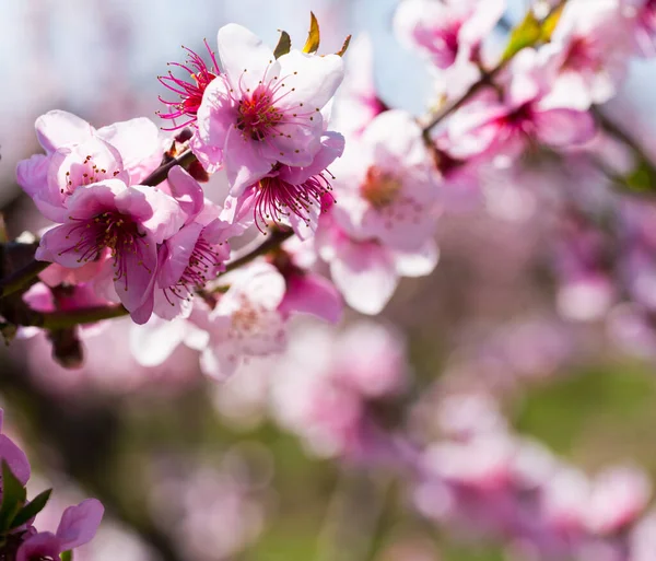 Close-up of blossoming of peach in the fields and meadows — Stock Photo, Image