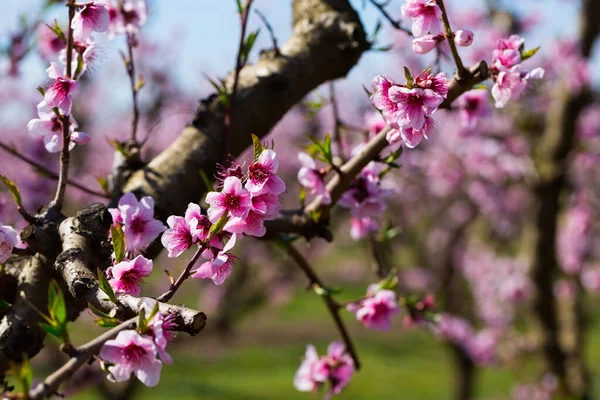 Blooming peach trees — Stock Photo, Image