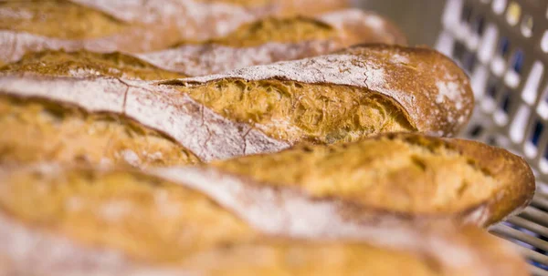 Hot appetizing bread on bakery oven tray — Stock Photo, Image