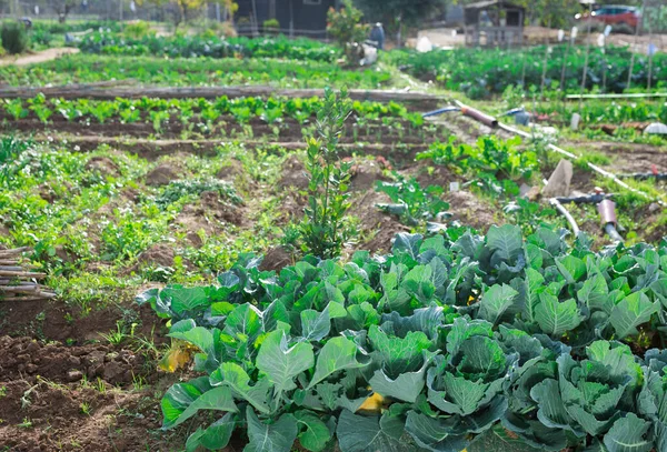 在夏田里种植成熟的卷心菜 — 图库照片