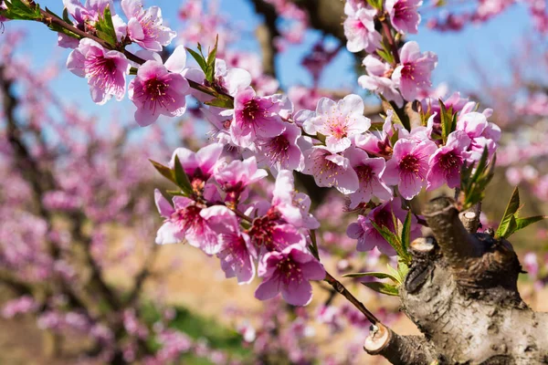 桃の木の枝の花 — ストック写真