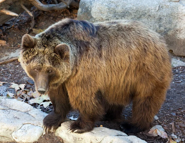 Brown bear. High quality photo — Stock Photo, Image
