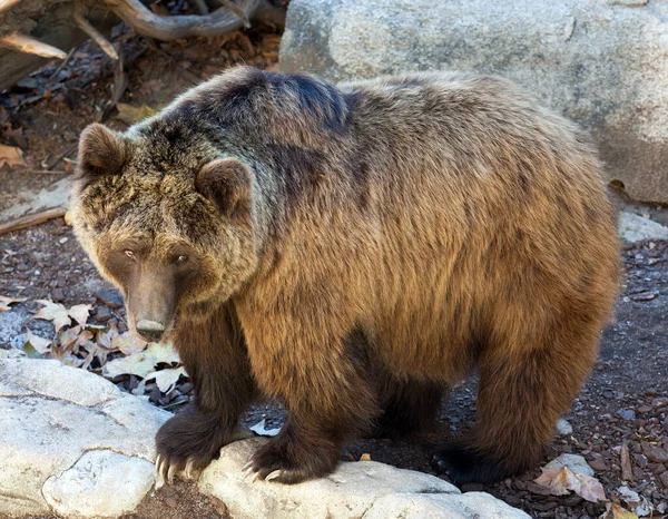 Un ours brun. Photo de haute qualité — Photo