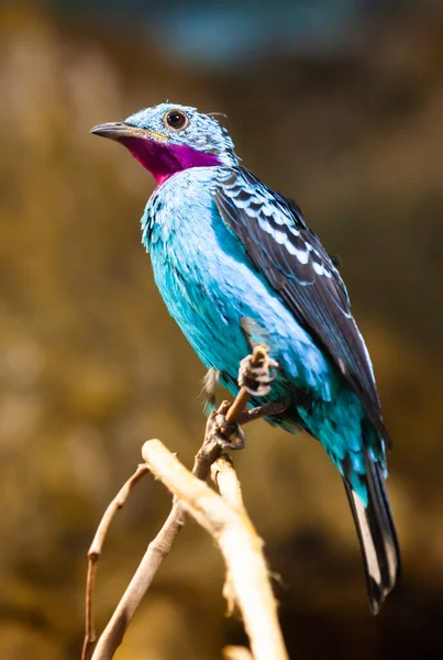 Spangled cotinga sitting on tree branch — Stock Photo, Image