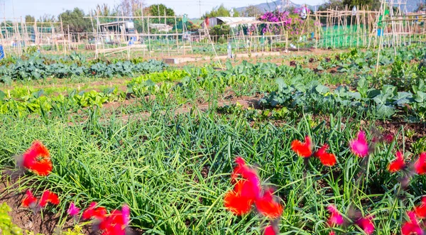 Jardín de verano con verduras de hoja verde y flores —  Fotos de Stock