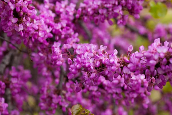 Blüte von lila cercis siliquastrum an sonnigen Tagen, niemand — Stockfoto