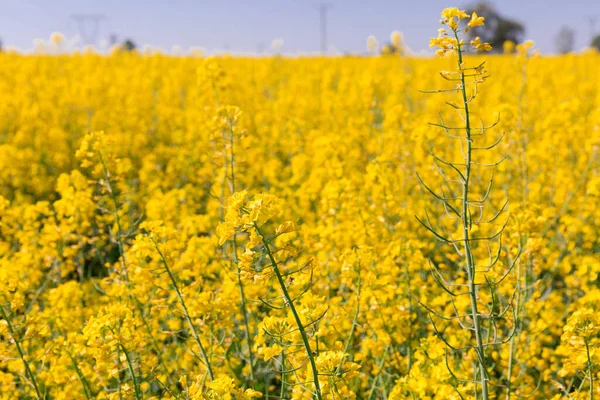 Bild av rapsfrö blomma fält på solig dag, landskap — Stockfoto