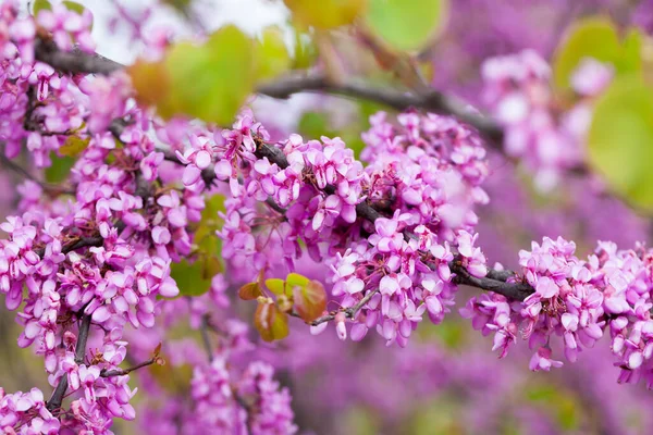 Blühender Cercis-Baum — Stockfoto