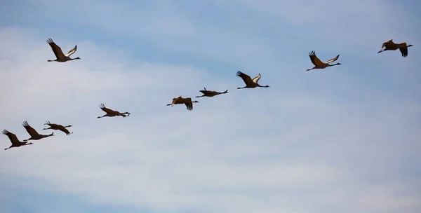 云天中迁移的鹤的飞行 — 图库照片