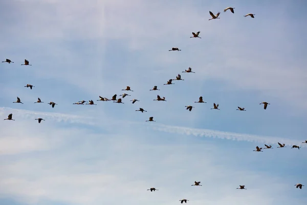 Manada de grúas volando en el cielo —  Fotos de Stock