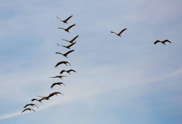 Gran bandada de grúas volando en el cielo — Foto de Stock