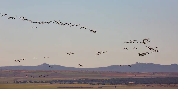 Grupo de grúas comunes que vuelan en Laguna de Gallocanta —  Fotos de Stock