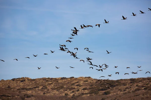 空を飛ぶ鶴の群れ — ストック写真
