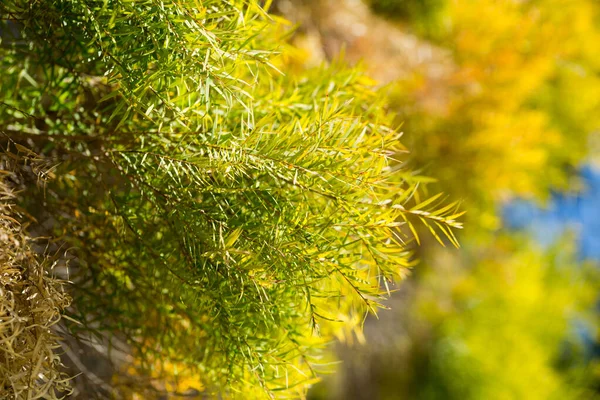 亜麻の葉のパパークは、香り高い葉を持つメラルーカの木種です。 — ストック写真