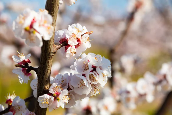 Close-up van de bloei van abrikozen in de velden en weiden — Stockfoto