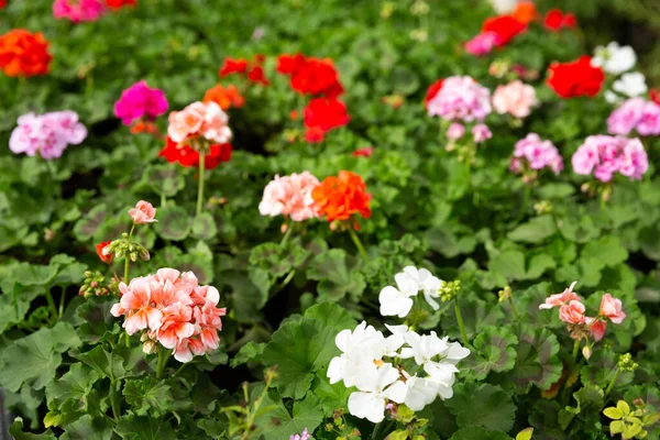 Blooming geranium flowers in greenhouse — Stock Photo, Image