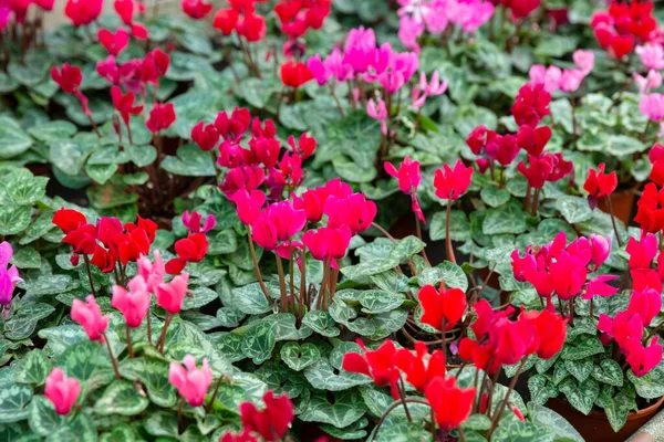 Blooming cyclamens in pots in greenhouse — Stock Photo, Image
