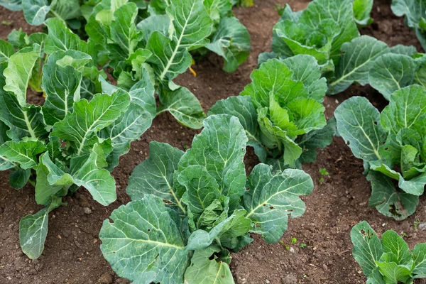 Kool cultivars rijping in groentetuin — Stockfoto