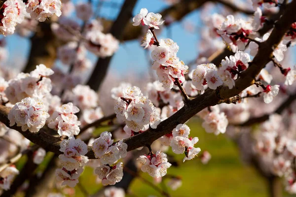 Apricot tree flowers on sky background — Stock Photo, Image