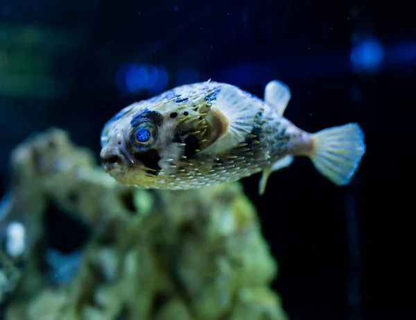 Porcupinefish espinhoso em aquário — Fotografia de Stock